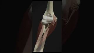 Supination of Elbow Joint youtubeshorts ytshorts youtube anime muscle [upl. by Anuait101]