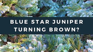 Is Your Blue Star Juniper Turning Brown [upl. by Ecurb]