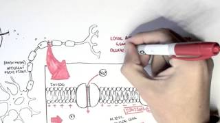 Pharmacology  Local Anaesthetic [upl. by Nnylav]