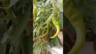 Chili in our Garden healthy nature food shorts [upl. by Hackett]