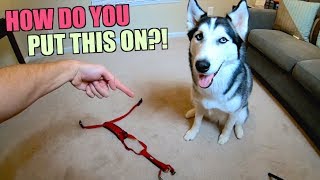 How To Properly Put Your Husky In A Harness [upl. by Kendrick]