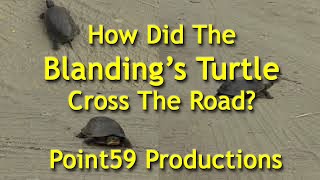 How did the Blandings Turtle Cross the Road [upl. by Naujat]