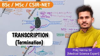 Transcription in Eukaryotes  Termination  Pnkj Verma Sir [upl. by Nerissa761]