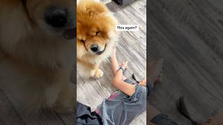 Fainting to see our dog’s reaction Dad Vs Mom [upl. by Mitchell80]