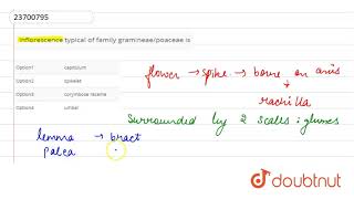 inflorescence typical of family gramineaepoaceae is [upl. by Lehteb992]