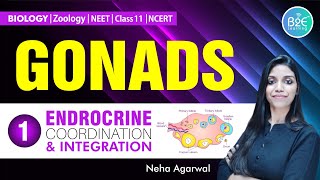 GONADS  PRIMARY SEX ORGANS  NEET BIOLOGY  SEX HORMONES FROM TESTIS amp OVARIES  NCERT HIGHLIGHTS [upl. by Artenal619]