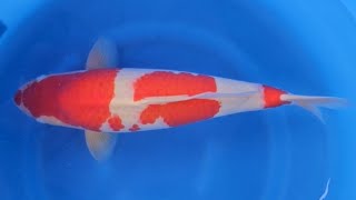 Kohaku  Torazo Urakawa Koi Farm  Nisai geb 2022 56cm w RS KOI CONSULTING PREMIUM SELECTION [upl. by Klemm163]