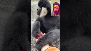 The northern white cheeked gibbon is critically endangeredso shocking to see 👀 😳 [upl. by Aramac]