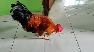 Rooster Is Happy After Getting Treat Chicken Tidbitting Masha Allah [upl. by Yeldar]