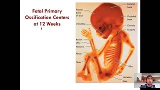 Endochondral and Intramembranous Ossification [upl. by Hiro]