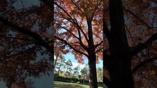 Why Do Oak Tree Leaves Turn Brilliant Shades In Autumn changeseason oaktree shorts [upl. by Ylelhsa]