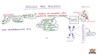 Nucleus and Nucleoid [upl. by Dodd]