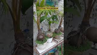 Ide bonsai kelapa [upl. by Sparrow]