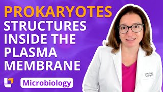 Prokaryotes Structures Inside the Plasma Membrane amp Endospores  Microbiology  LevelUpRN [upl. by Giulia]