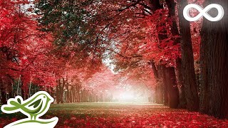 Beautiful Relaxing Music  Piano Cello amp Guitar Music by Soothing Relaxation [upl. by Bastian]