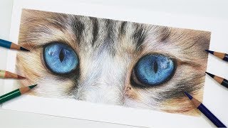 How To Draw Blue Cat Eyes with Coloured Pencil [upl. by Rengia]