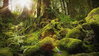 Nature Therapy Relaxing Full Motion Forestry with Natural Sounds [upl. by Assil482]