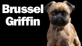 All about the Brussels Griffon  What you need to know [upl. by Migeon508]