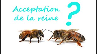 Contôle dacceptation des reines [upl. by Etnomed]