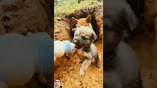 Drink Milk To Time puppy dog cute pets animals funny 🐾🦴😍🐕🏆🐹💖💞 [upl. by Nahshu]