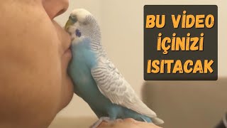 BU VİDEO İÇİNİZİ ISITACAK  Sahibi Tarafından Sürekli Öpülmek İsteyen Muhabbet Kuşu muhabbetkuşu [upl. by Nodanrb68]