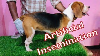 HOW TO DO ARTIFICIAL INSEMINATION IN DOGS mating dogmating dogmatika artificialinsemination [upl. by Isoais]