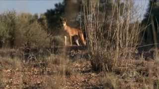 Dingo Wild Dog At War [upl. by Elmina]