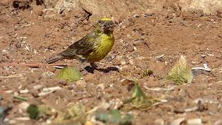 Aguardo en Villa Beatriz  Verdecillo 1772024 [upl. by Lunseth481]