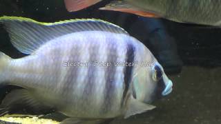 55G Peacock  Hap African Cichlid Tank [upl. by Danit]