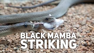 Black Mamba Striking [upl. by Karolina755]