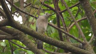 Shikra Accipiter badius [upl. by Rosana]