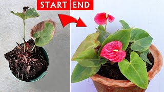 SEE How I SAVED a DYING Anthurium Plant [upl. by Elakram]