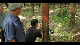 Using Bokashi and EM to enhance plant health and production at a Rubber Tree Plantation [upl. by Ennaed]