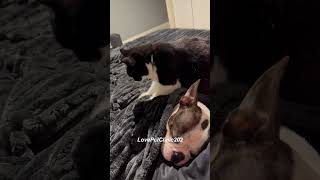 Kitten who likes to massage dogs [upl. by Hindu]