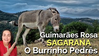 Sagarana  O Burrinho Pedrês  de Guimarães Rosa [upl. by Nevag]