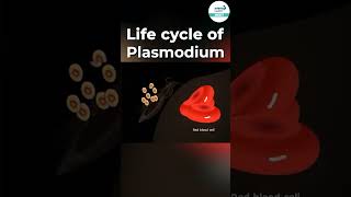 Life Cycle of Plasmodium 🦟  shorts ytshorts  Infinity Learn NEET [upl. by Luar]