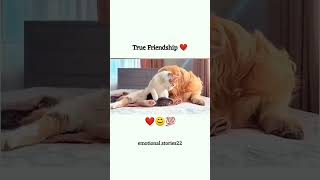 ritik dog kennel miss you Chintu Don 😔😔video ritikdogkennel177 missyou friends [upl. by Asiela702]