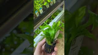 Nomaphila Variegata aquarium plants aquariumplants [upl. by Enatan715]