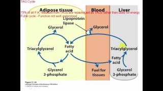 Fatty Acid Synthesis – Part 2 [upl. by Nnaegroeg]