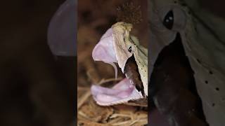 Gaboon Viper FANG Falling Out [upl. by Eiuqnimod471]