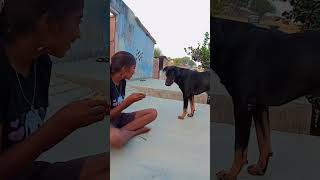 dog shiro doglover shirothebeagle funny jerrythelabrador puppy sheroo labrador love [upl. by Novaat]