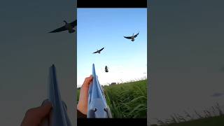 This was too close but i missed out shot😩 youtubeshorts birdhunting goosehunting duckhunting [upl. by Zaob898]