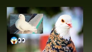 aj ka minit vilog new pigeonyutubeviralvideo villagevlog minivlog mypigeon [upl. by Elwin]