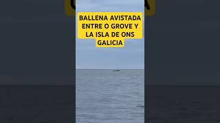 BALLENA AVISTADA EN LA COSTA DE PONTEVEDRA vanlife ballenas galicia autocaravana viajes vida [upl. by Alaecim]