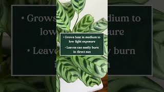 Care tips for Ctenanthe Calathea burlemarxii 🌱 soltech shorts [upl. by Fanchet333]