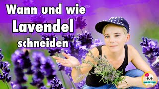 Lavendel schneiden  Lavendel richtig schneiden  für zweite Blüte [upl. by Niawat482]