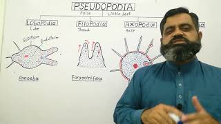 Pseudopodia Urdu Hindi mediumprofmasoodfuzail Structure of PseudopodiaTypes of Pseudopodia [upl. by Mohamed]