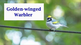 Goldenwinged Warbler Warbler Wednesday [upl. by Oniger]