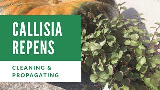 Cleaning up and Propagating my Callisia Repens creeping inchplant Bolivian Jew or turtle vine [upl. by Flemings]