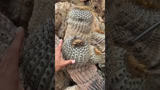 El tronco de Copiapoa más grande que vi en todo Chile 😮 Tendrá más de 500 años [upl. by Halyak]